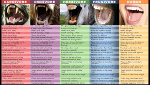 Read more about the article Humans Are Not Designed to Eat Animals