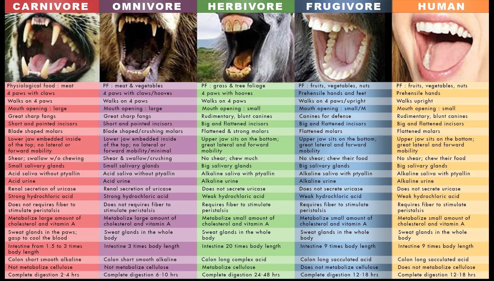 You are currently viewing Humans Are Not Designed to Eat Animals