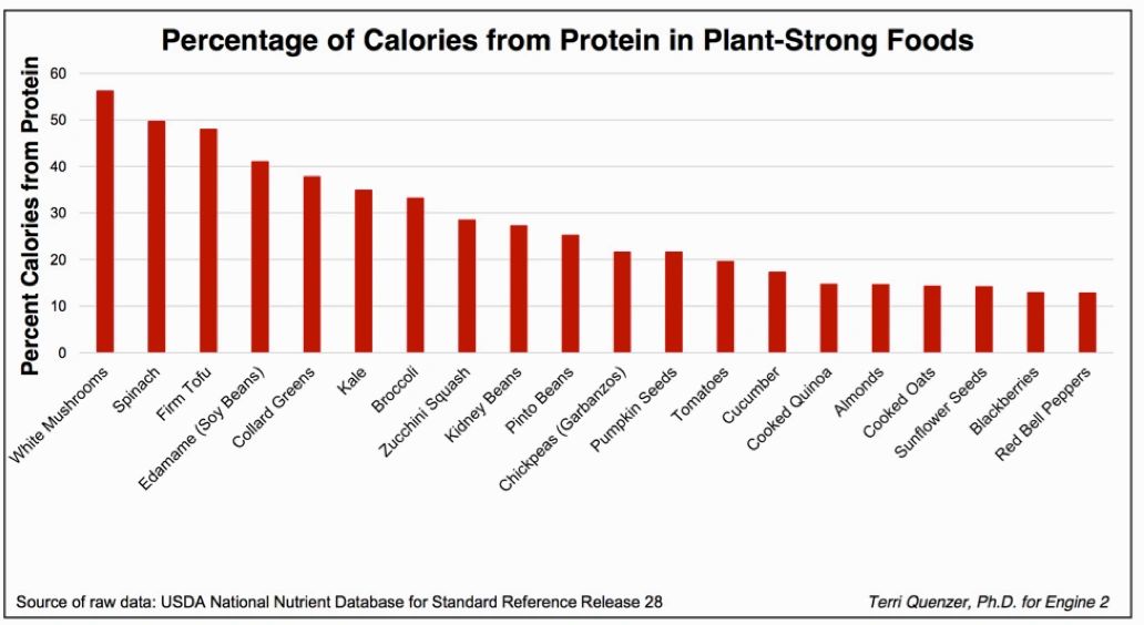 You are currently viewing Which has more Protein, Beef or Broccoli?