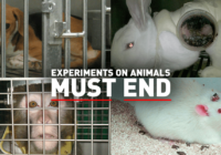 Over 90% of Animal Experiments Fail to Lead to Human Treatments