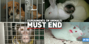 Read more about the article Over 90% of Animal Experiments Fail to Lead to Human Treatments