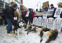 A Fun Alternative to the Deadly Iditarod Race?