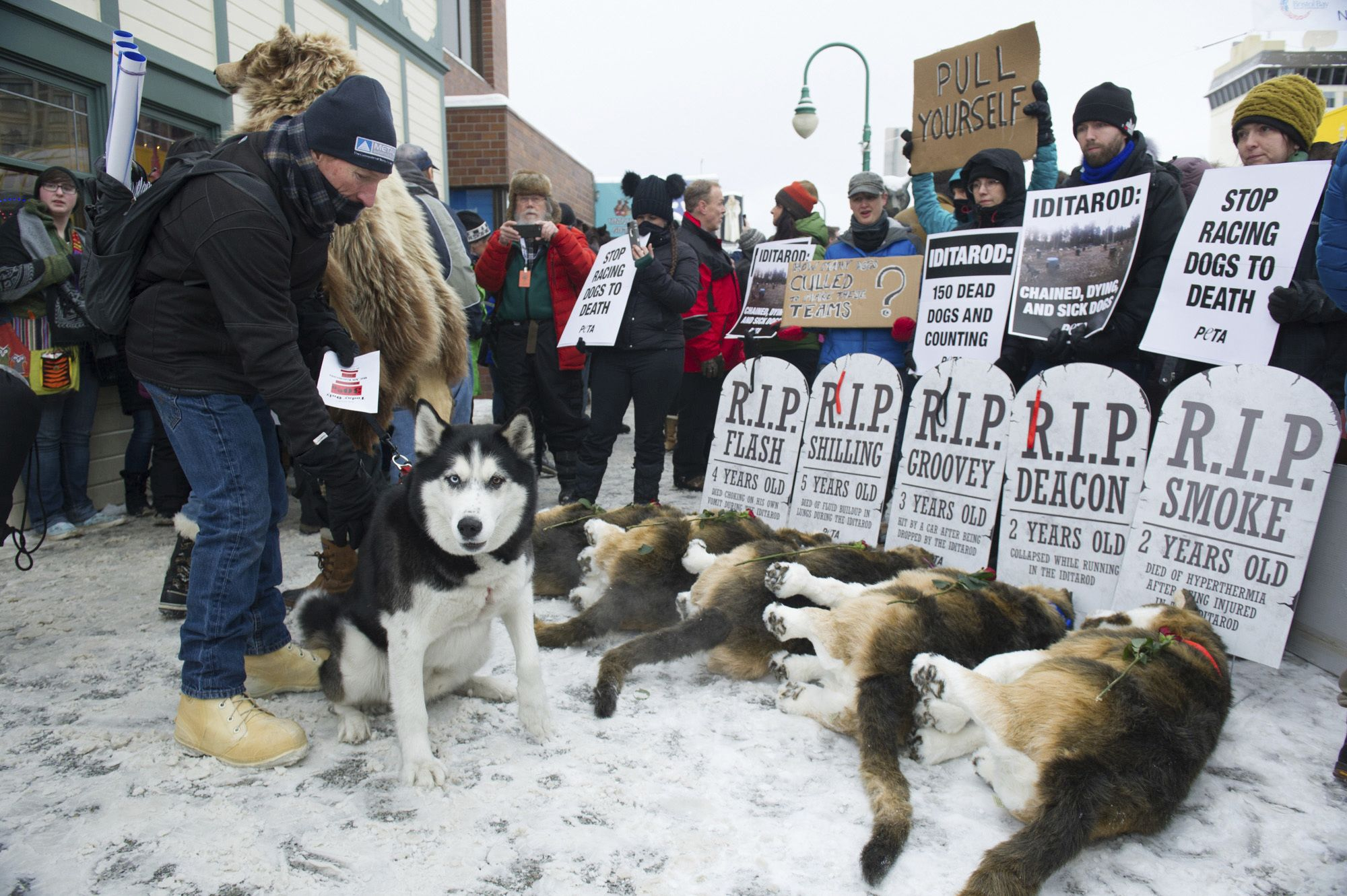 You are currently viewing A Fun Alternative to the Deadly Iditarod Race?