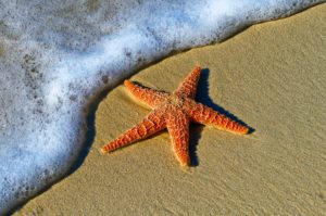 Read more about the article The Wonderful Tale of the Starfish