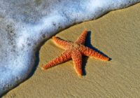The Wonderful Tale of the Starfish