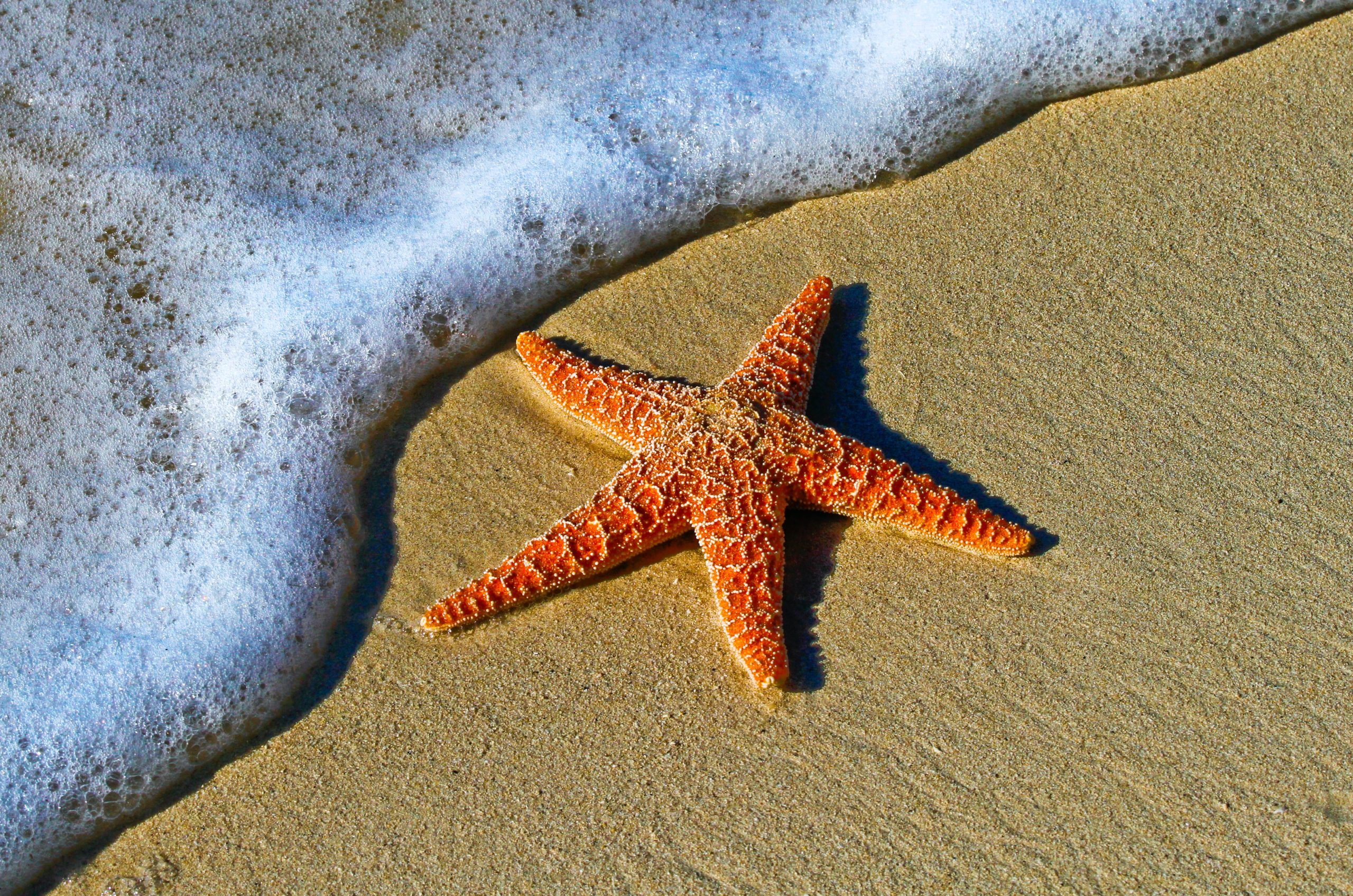 You are currently viewing The Wonderful Tale of the Starfish