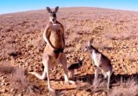 Kangaroos Are In Trouble