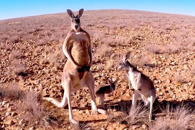 You are currently viewing Kangaroos Are In Trouble