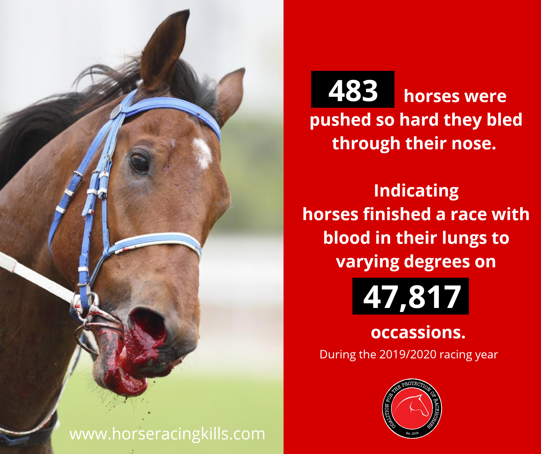 Horse Racing Is Horse Killing