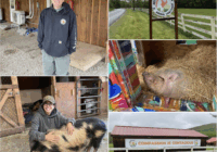 Peace for Pigs at Arthur’s Acres