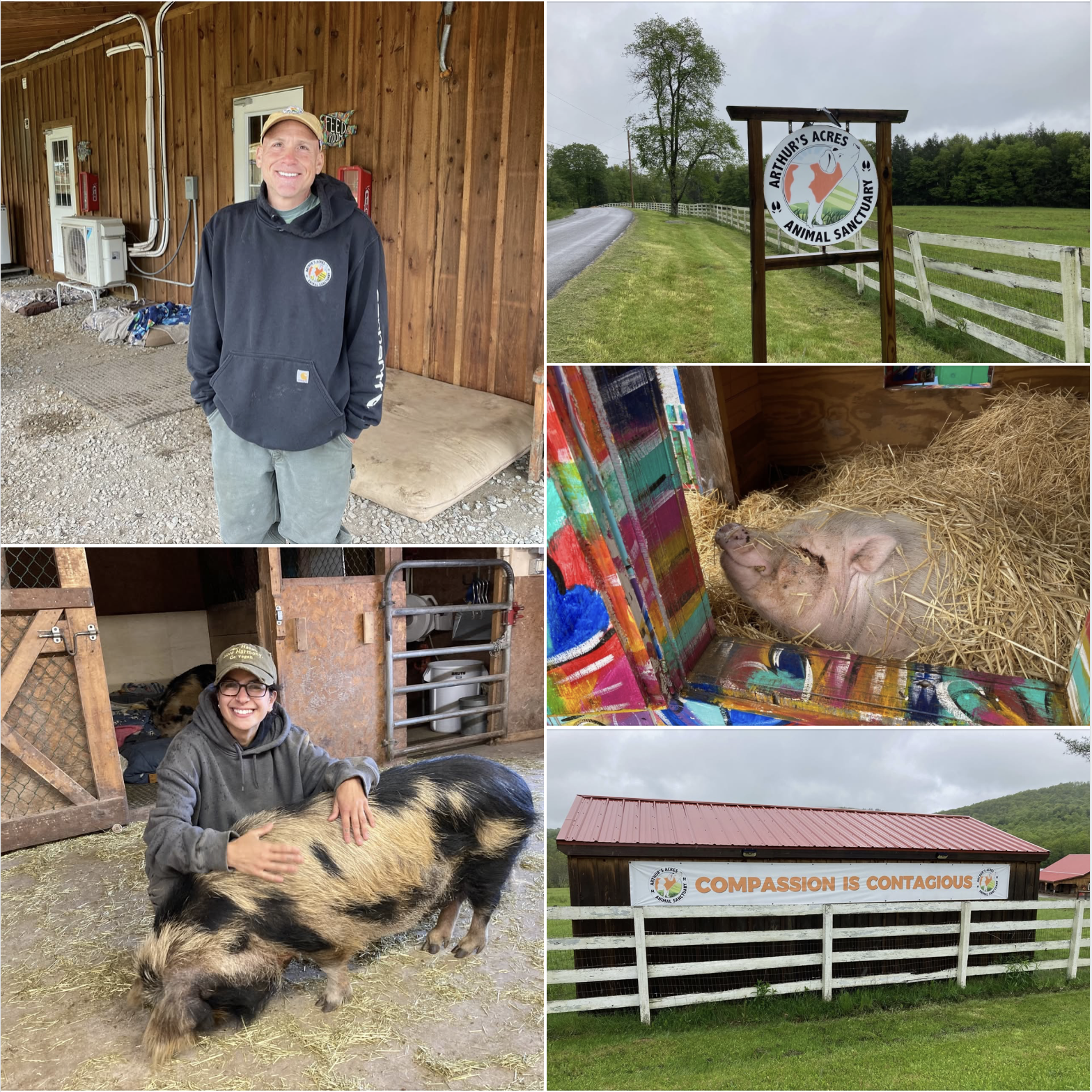 You are currently viewing Peace for Pigs at Arthur’s Acres