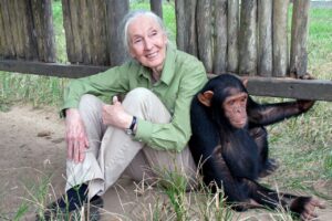 Read more about the article Jane Goodall: A Legacy of Hope
