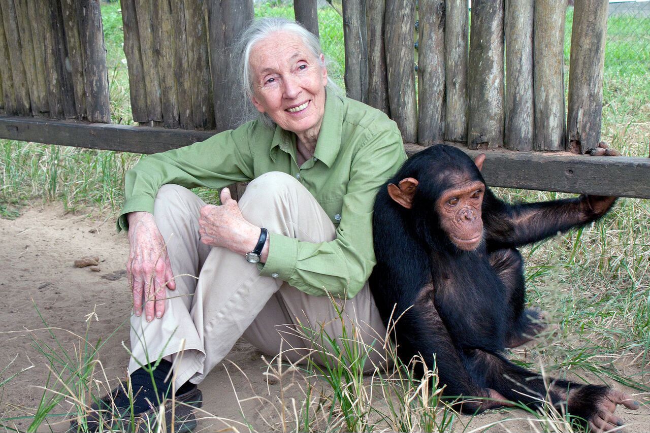You are currently viewing Jane Goodall: A Legacy of Hope