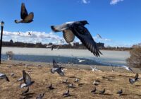 Advice for the Young: How to Live, Laugh & Love