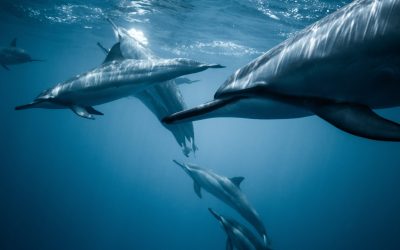 photo-of-pod-of-dolphins-2422915