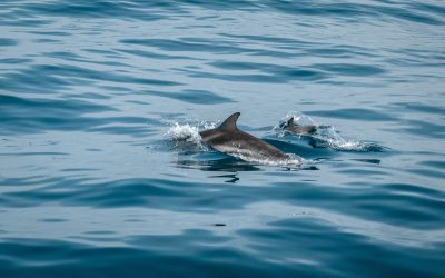 two-gray-dolphins-surrounded-by-body-of-water-2203771